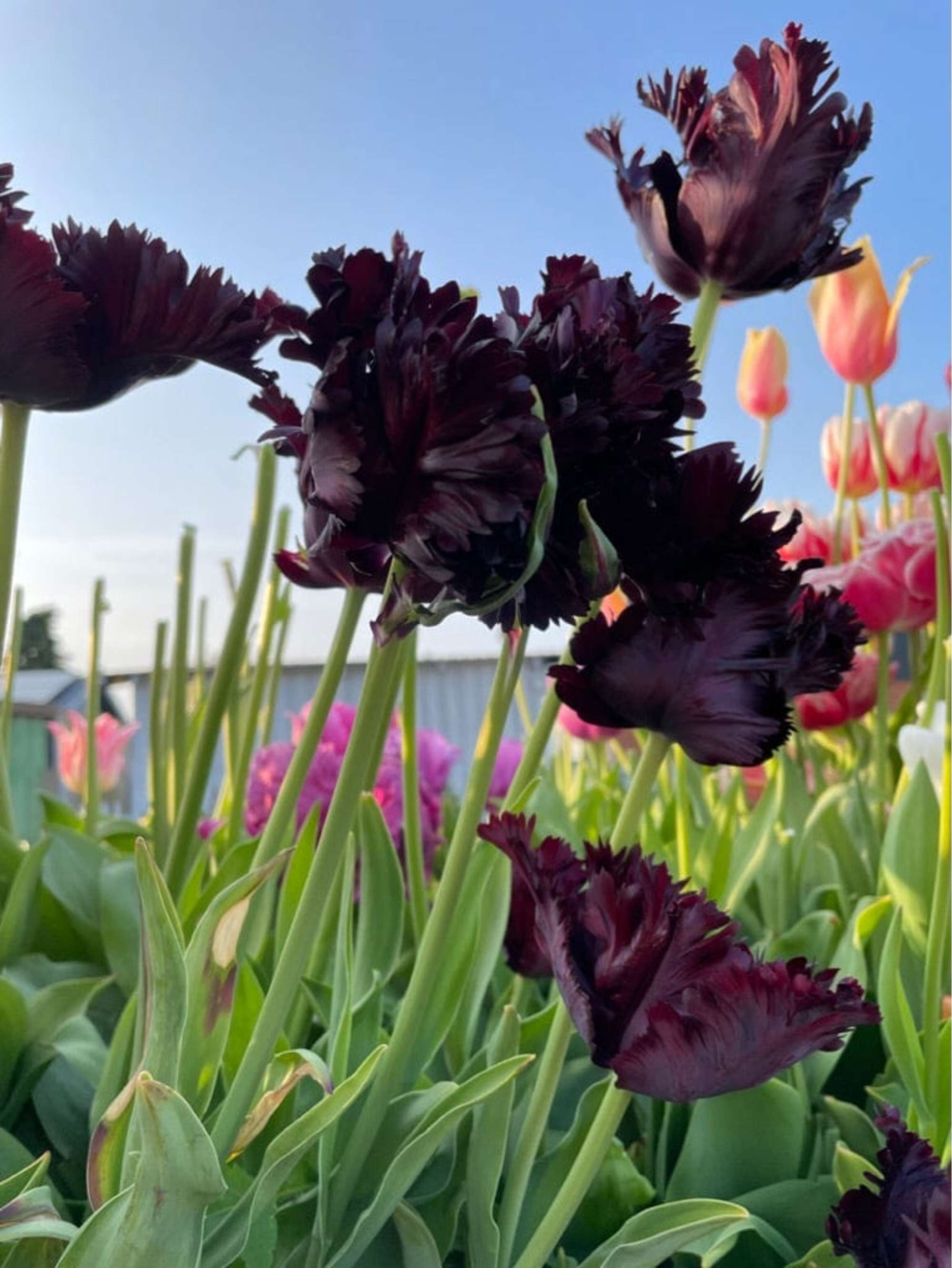 Tulpe 'Black Parrot'